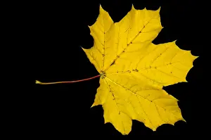 Autumn Colored Leaves Impressions: Maple Leaf