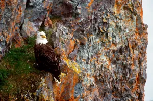 Bald Eagle Alaska Impressions: Bald Eagle