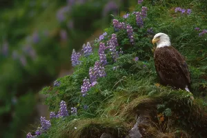 Bald Eagle Alaska Impressions: Bald Eagle