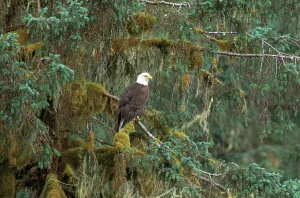 Alaska Wildlife Impressions: Bald Eagle