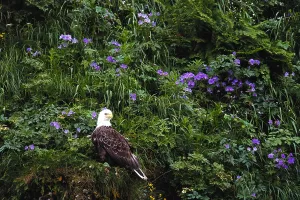 Bald Eagle Alaska Impressions: Bald Eagle