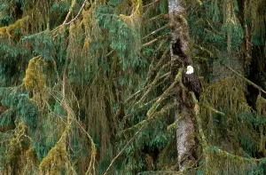 Alaska Wildlife Impressions: Bald Eagle