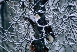 Snowy Tree Branches Impressions: Bald eagle sitting in a bare tree
