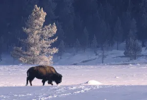 National Park Animals Impressions: Bison bison