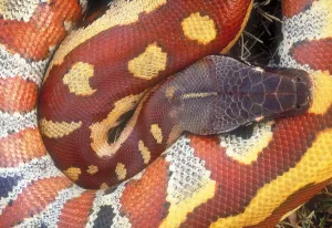 Snake Species Impressions: Blood python