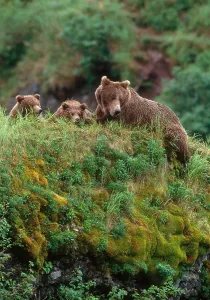 Alaska Wildlife Impressions: Brown Bear