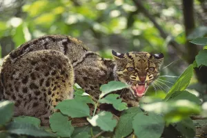 Clouded Leopard Impressions: Clouded Leopard