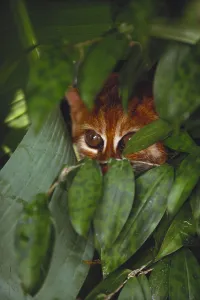 Borneo Wildlife Impressions: Flat Headed Cat