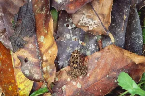 Camouflaged Wildlife Impressions: Frog On Leaf