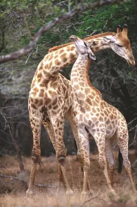 Wild Animal Interactions Impressions: Giraffe