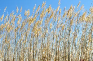Bosque Del Apache Refuge Impressions: Grasses