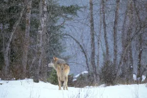 Canis Lupus Pictures Impressions: Gray Wolf