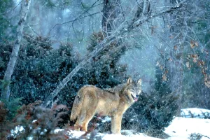 Canis Lupus Impressions: Gray Wolf at kill