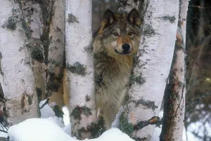 Canis Lupus Impressions: Grey wolf