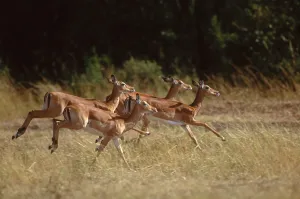 Aepyceros Melampus Species Impressions: Impala