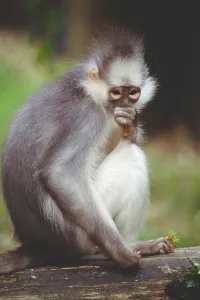 Tree Dwelling Animals Impressions: Leaf Monkey