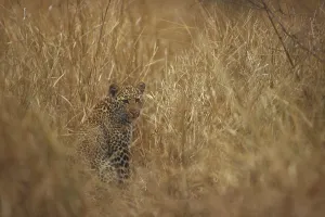 Panthera Pardus Habitat Impressions: Leopard