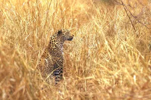 Panthera Pardus Images Impressions: Leopard