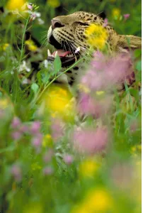 Panthera Pardus Images Impressions: Leopard