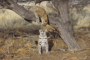 Panthera Pardus Images Impressions: Two leopards