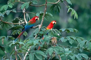 Amazon Rainforest Wildlife Impressions: Two Macaws