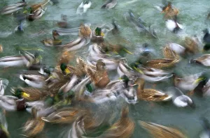 Wildlife Waterfowl Images Impressions: Mallards