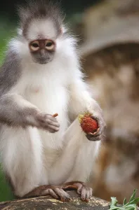Primate Animals Impressions: Mitered Leaf Monkey
