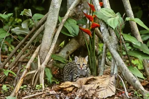 Endangered Cat Species Impressions: Ocelot (Leopardus pardalis)