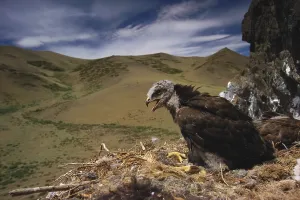 Mongolian Wildlife Impressions: Rough Legged Buzzard