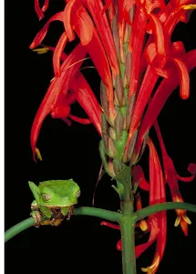 Wildlife In Peru Impressions: Sharp-backed Monkey Tree Frog