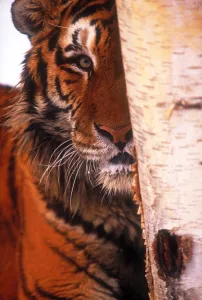 Big Cat Species Impressions: Tiger