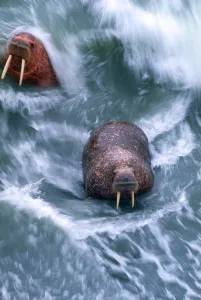 Alaska Wildlife Impressions: Walrus