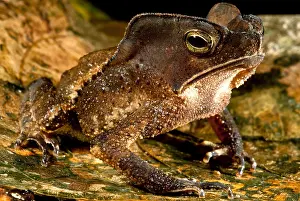 South American Frogs Impressions: Mitred Toad or Amazonian Leaf Toad
