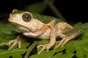 Amazon Rainforest Wildlife Impressions: Monkey Frog