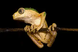 Amazon Basin Wildlife Impressions: Monkey Frog