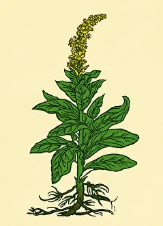 Mullein Plant Impressions: Mullein