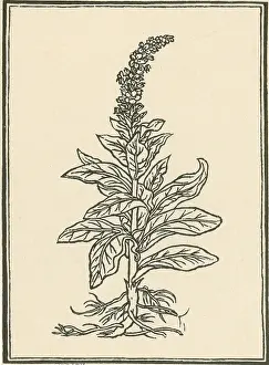 Mullein Plant Impressions: Mullein