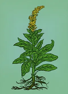 Mullein Plant Impressions: Mullein