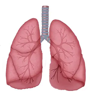 Respiratory System Artwork Impressions: Normal lungs