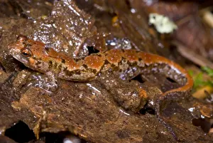 Mountain Wildlife Impressions: Ocoee Salamander