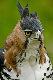 Close Up Bird Photos Impressions: Ornate Hawk Eagle
