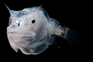Deep Sea Fish Impressions: Phantom Anglerfish