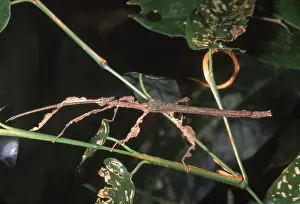 Peruvian Wildlife Impressions: Phasmid