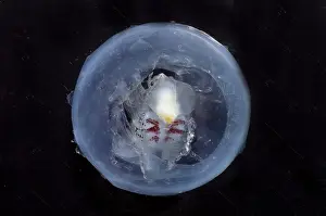 Deep Sea Creatures Impressions: Phronima