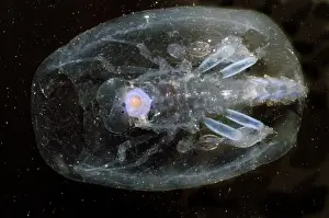 Deep Sea Creatures Impressions: Phronima