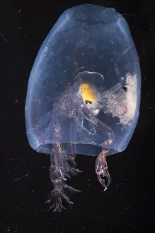 Deep Sea Creatures Impressions: Phronima