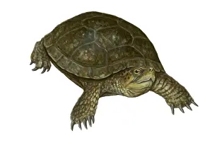 Reptile Illustrations Impressions: Pond Turtle