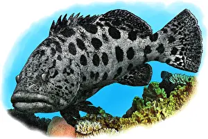 Marine Life Illustrations Impressions: Potato Cod