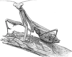 Black And White Insect Art Impressions: Praying Mantis