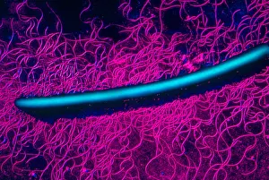 TEM Micrograph Impressions: Proteus